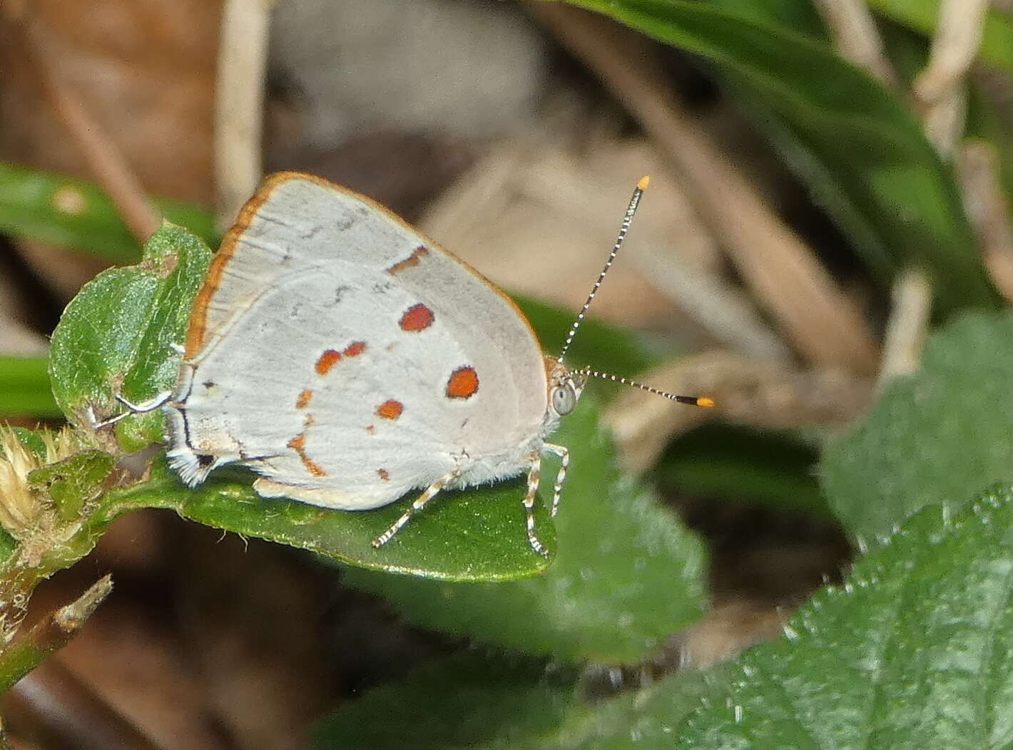 Слика од Tmolus echion (Linnaeus 1767)