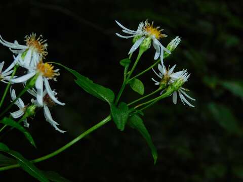 Image of mountain aster