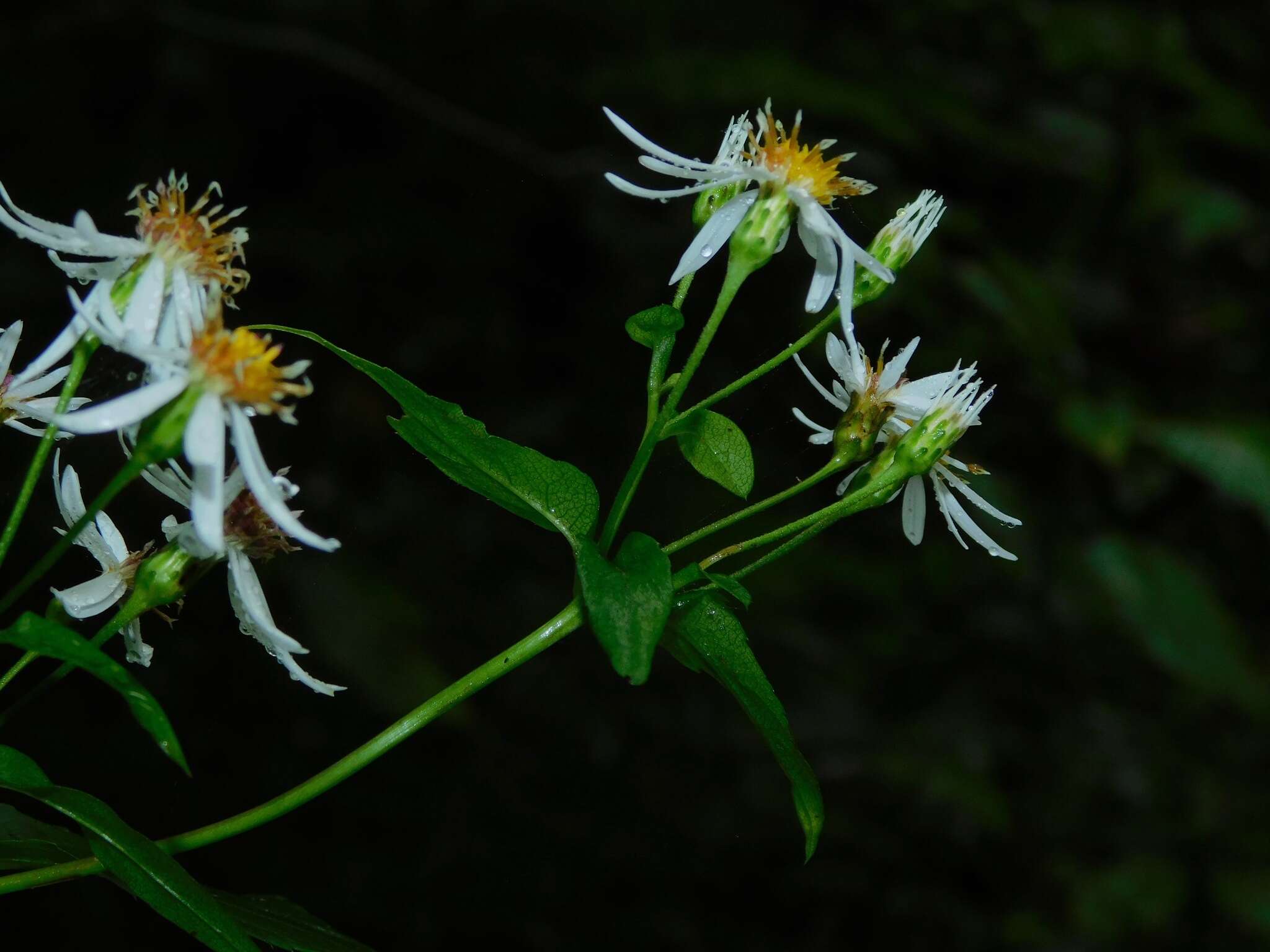 Image of mountain aster