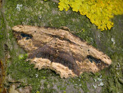 Image of waved umber