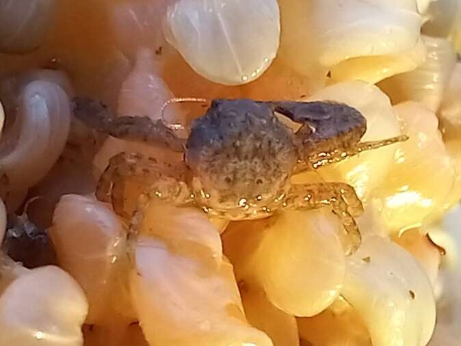 Image of common porcelain crab