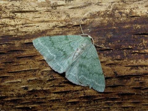 Image of grass emerald