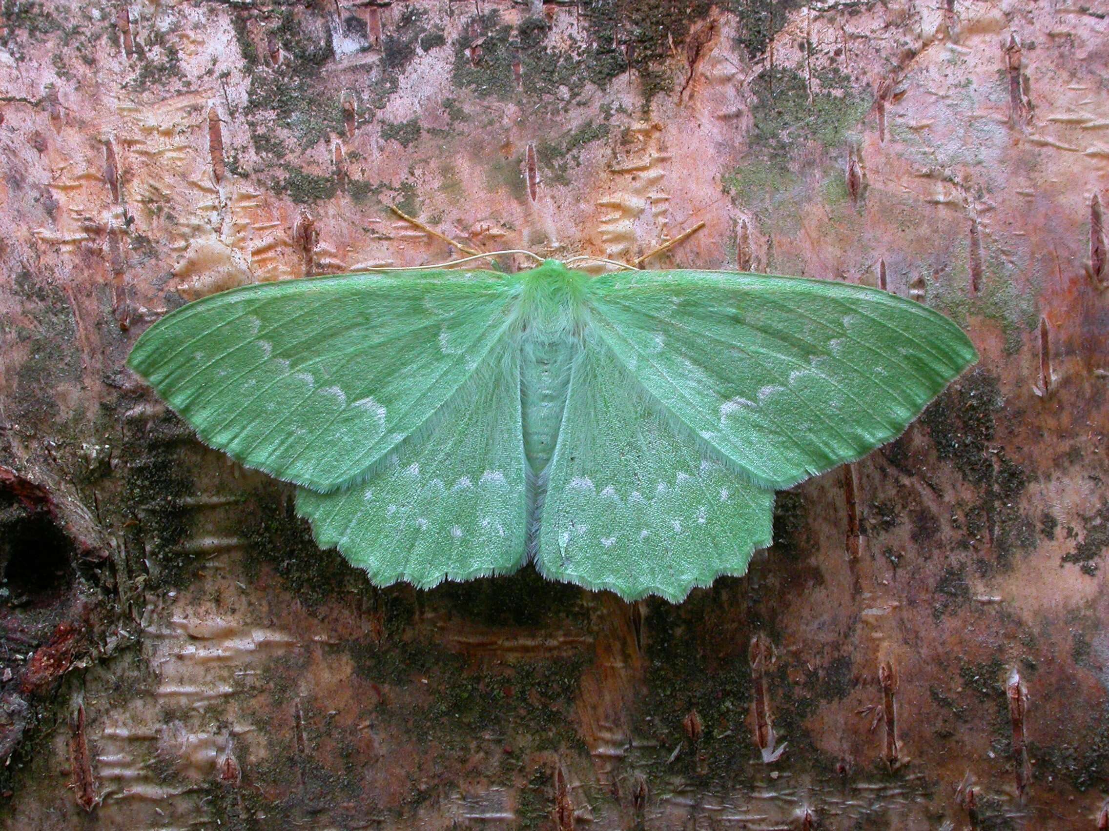 Imagem de Geometra papilionaria Linnaeus 1758