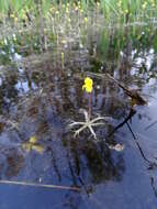 Plancia ëd Utricularia radiata Small