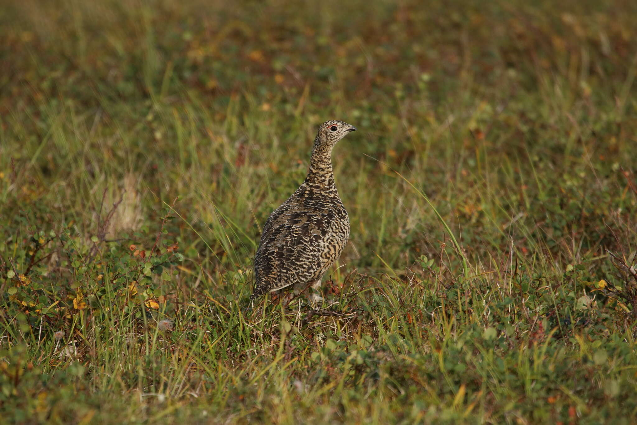 Image of <i>Lagopus muta komensis</i>