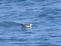 Image of Audubon's Shearwater