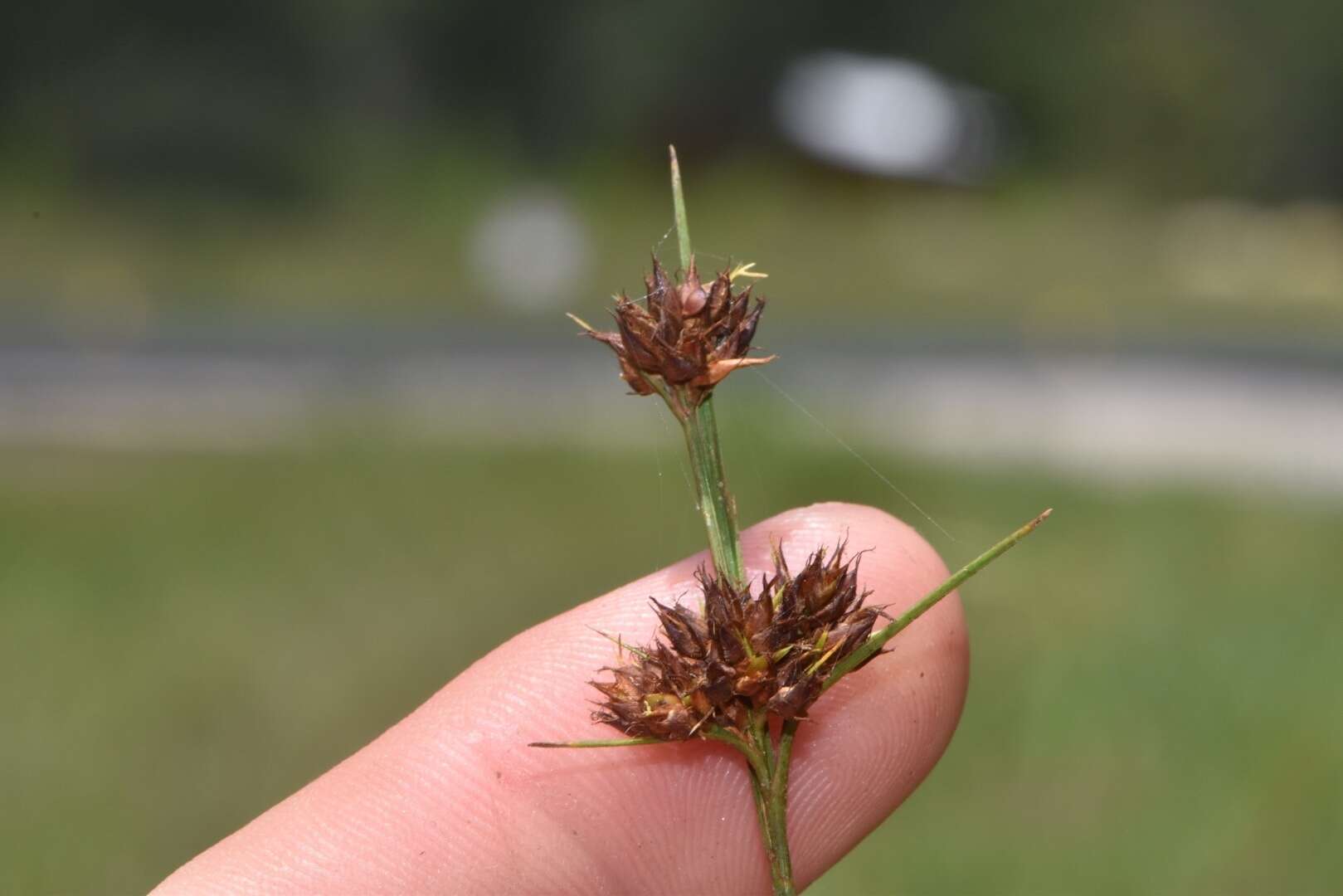 Image of Slender Beak Sedge