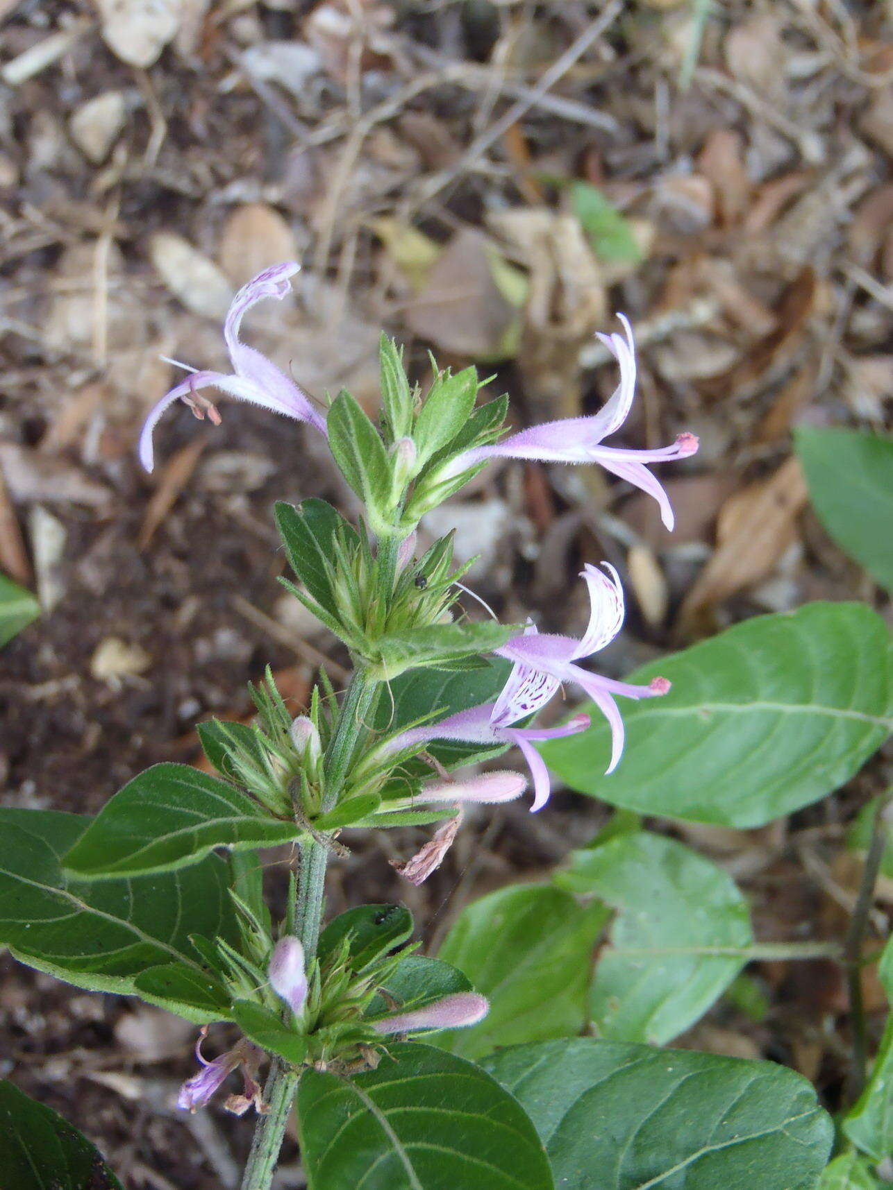 Image of Hypoestes aristata var. aristata