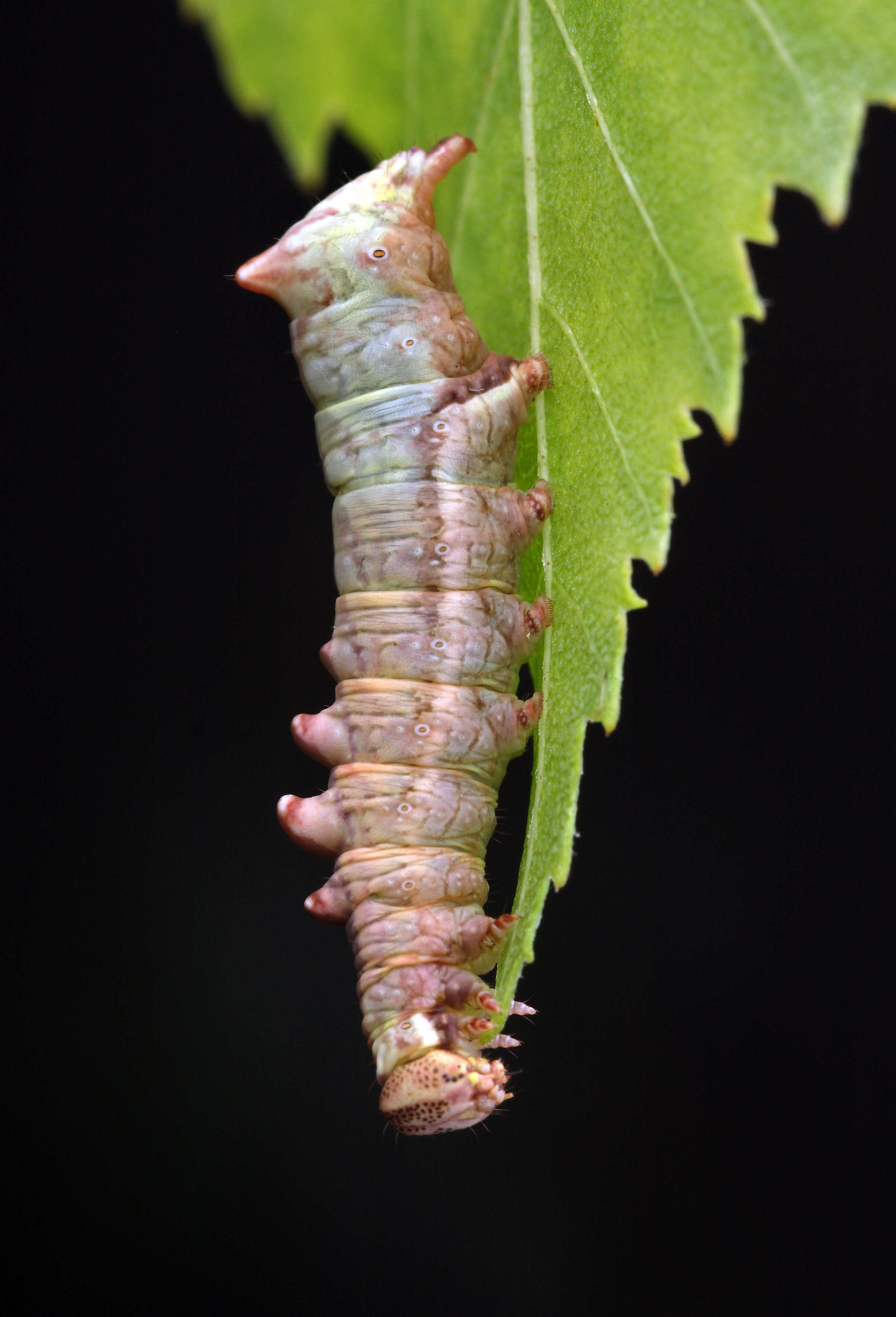 Image of Notodonta dromedarius Linnaeus 1767