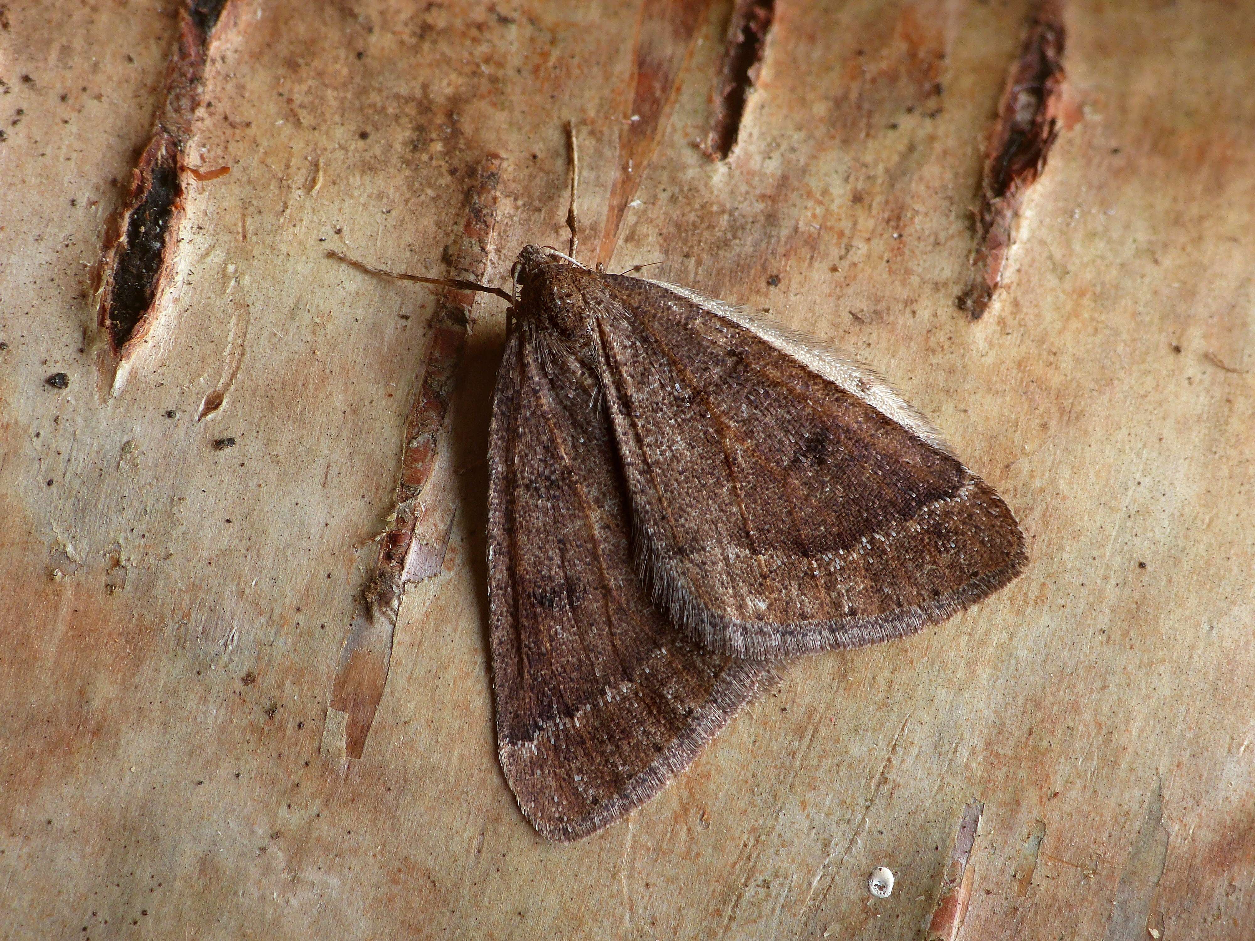 Image of early moth