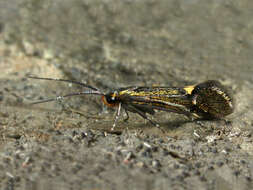 Image of Esperia sulphurella