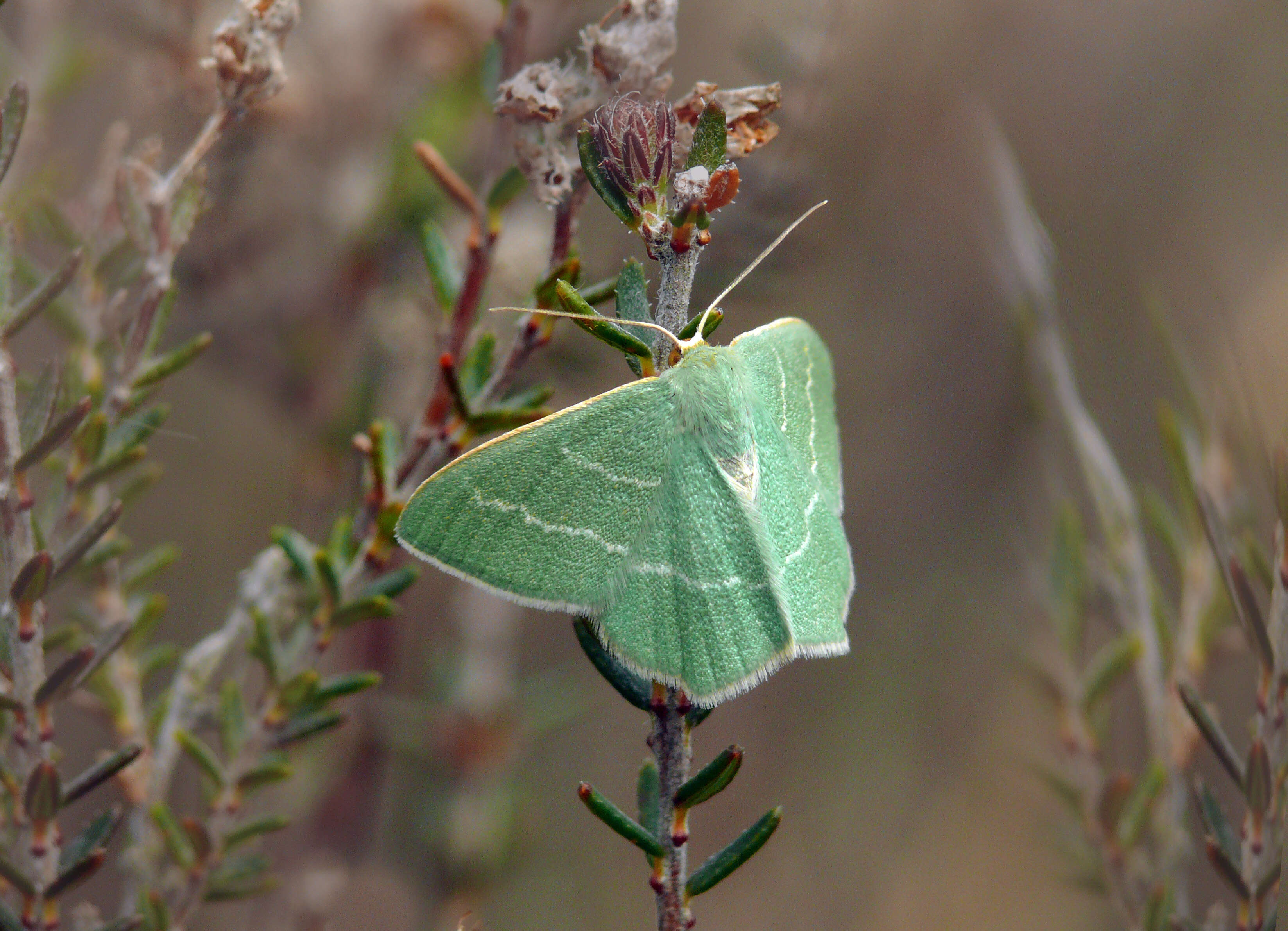 Image of small grass emerald