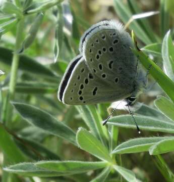 Image of Mission blue butterfly