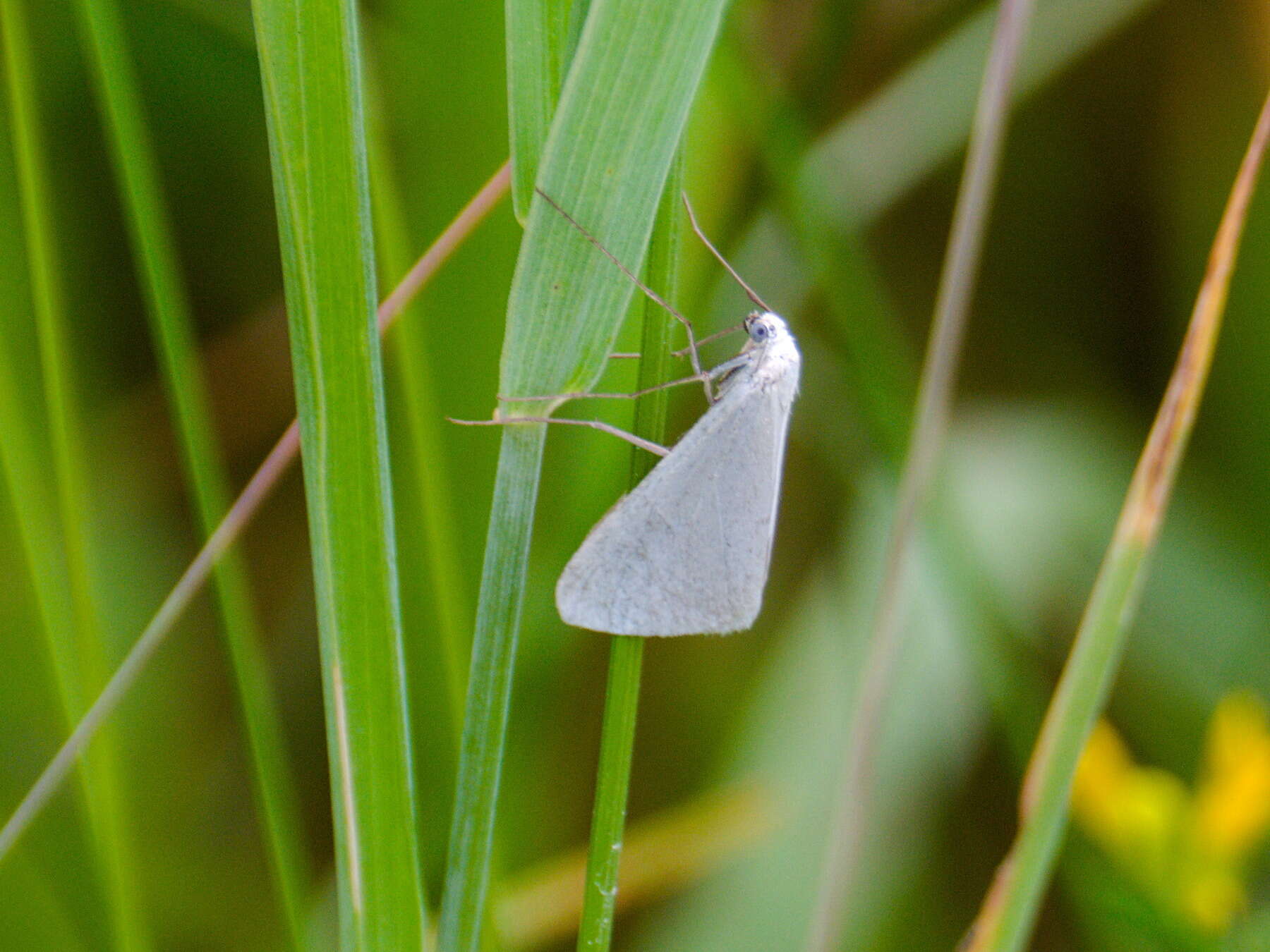 Image of Gypsochroa renitidata Hübner