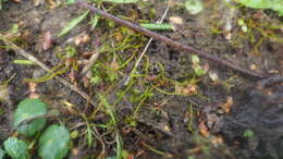 Image of Pillwort