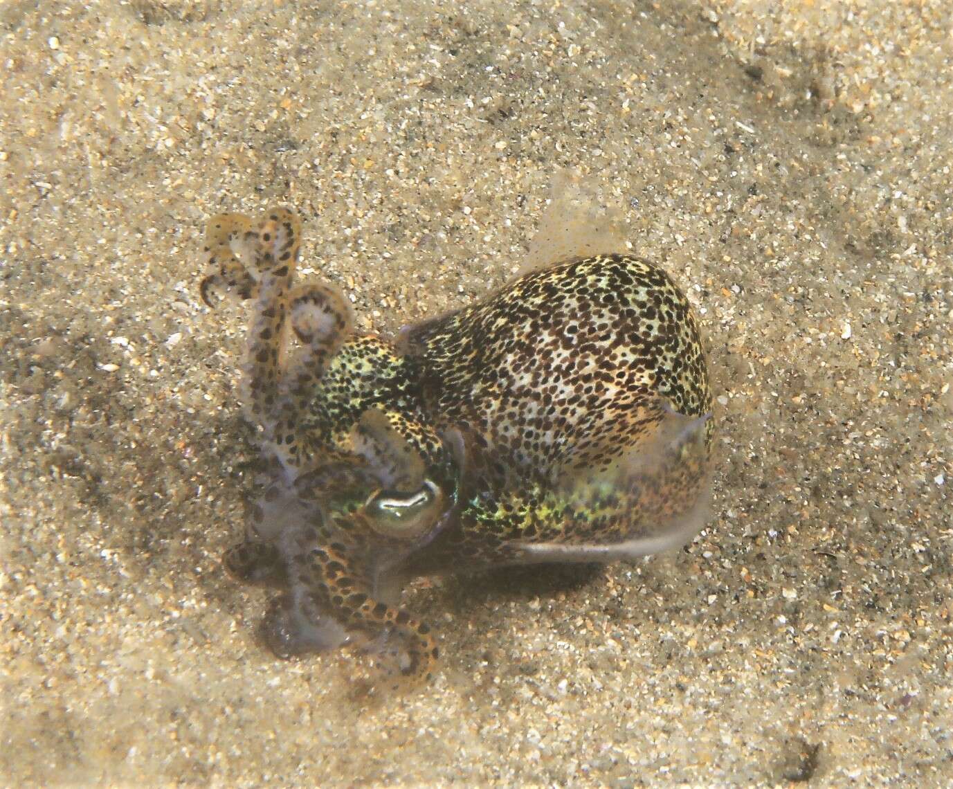 Image of Southern Bobtail Squid