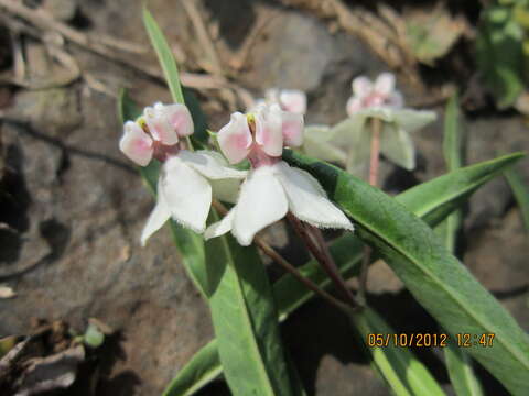 Plancia ëd Gomphocarpus physocarpus E. Meyer