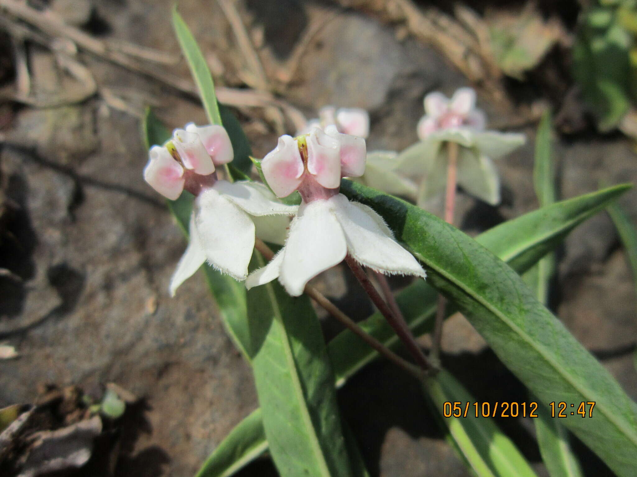 Plancia ëd Gomphocarpus physocarpus E. Meyer