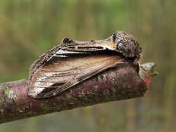 Image of Greater Swallow Prominent