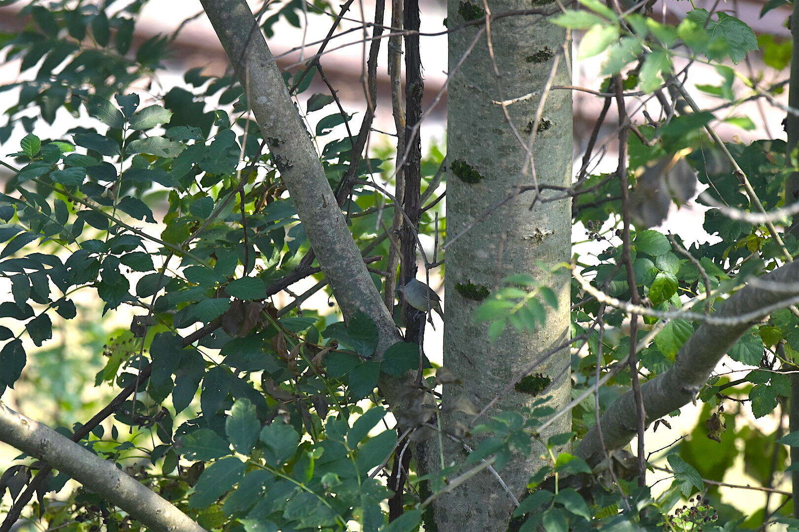 Image of Blackcap