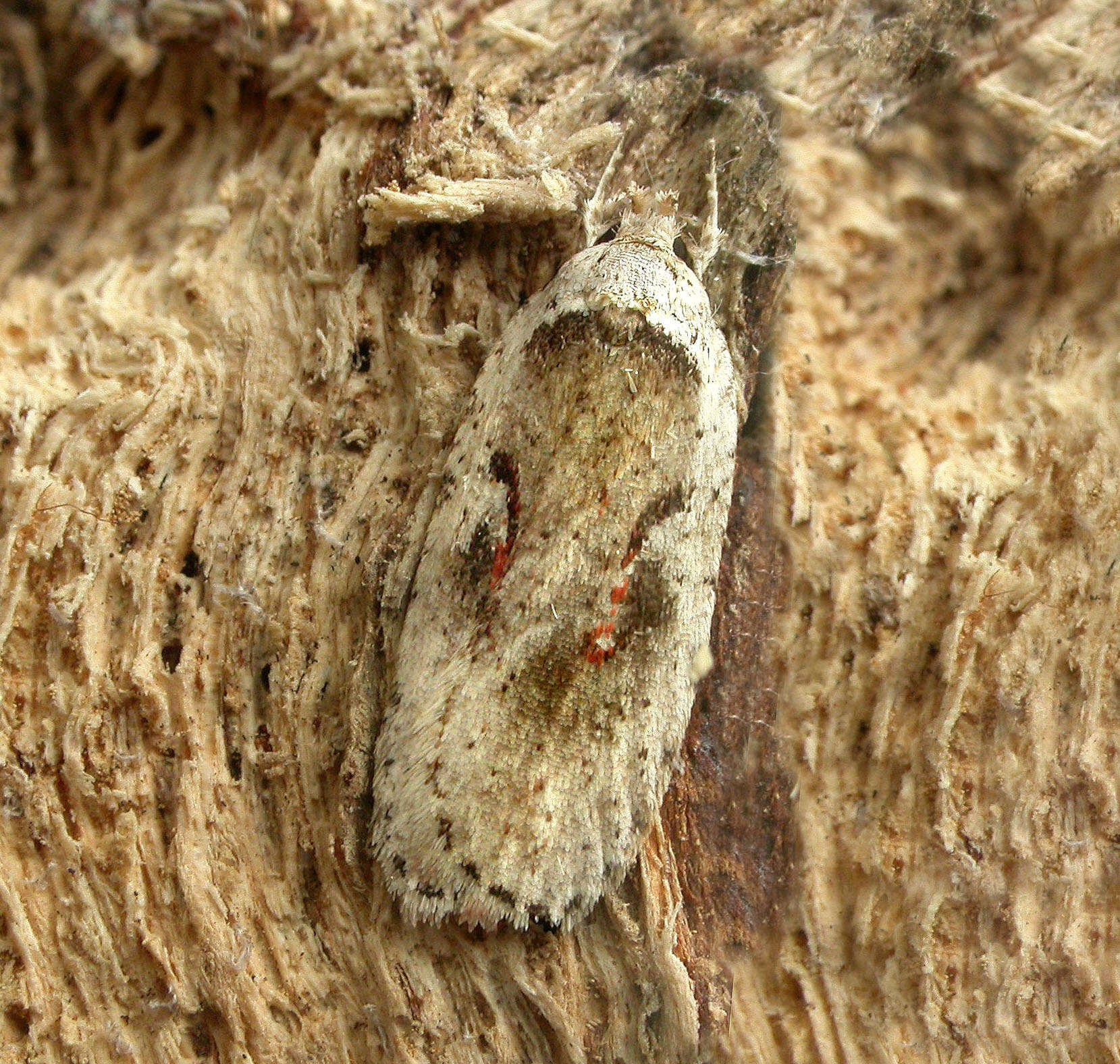 Image of Agonopterix ocellana Fabricius 1775