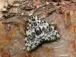 Image of Black Arches