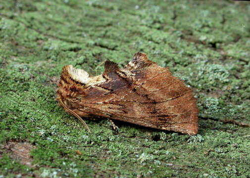 Image of Coxcomb Prominent