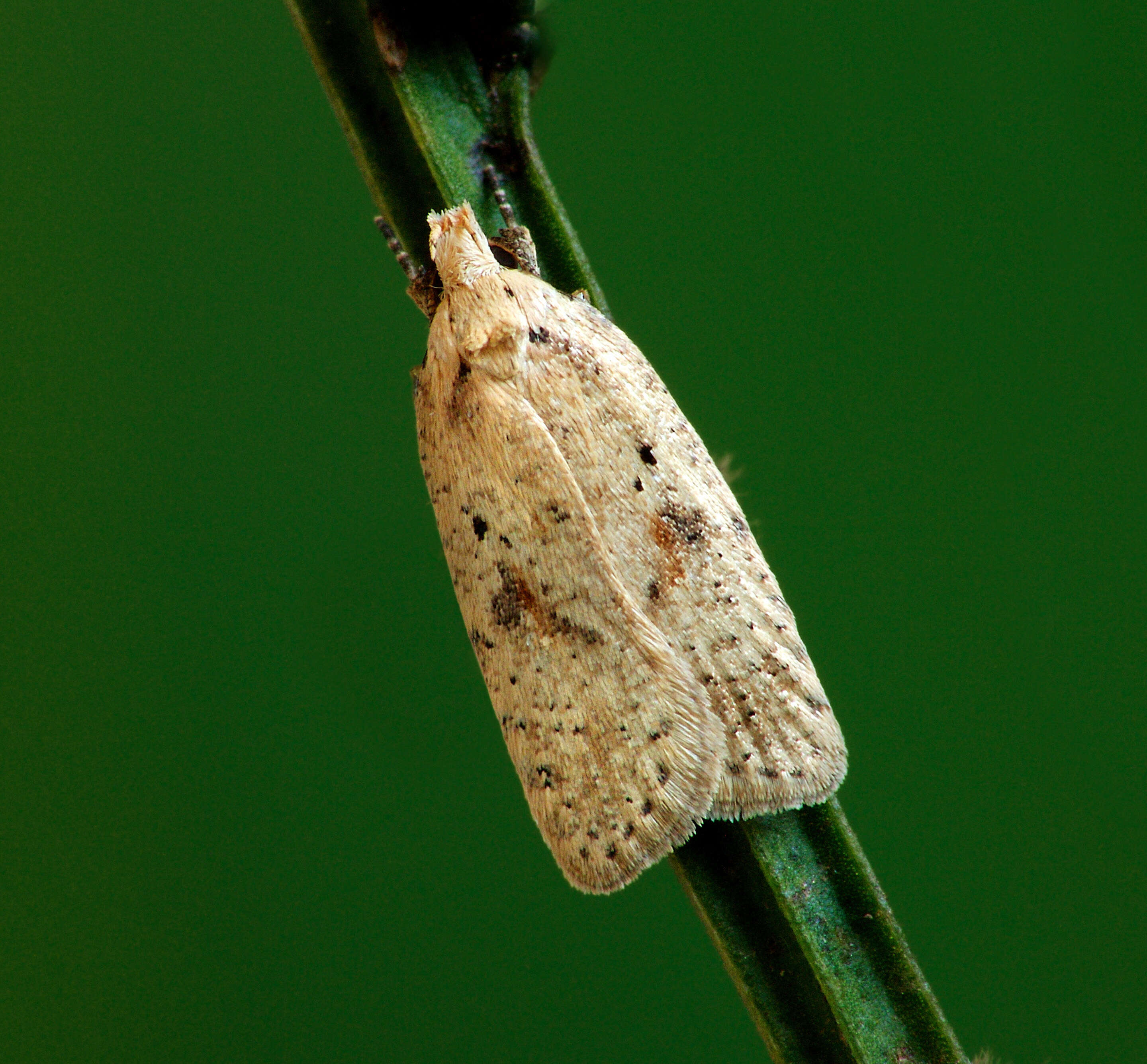 Image of Agonopterix assimilella Treitschke 1832