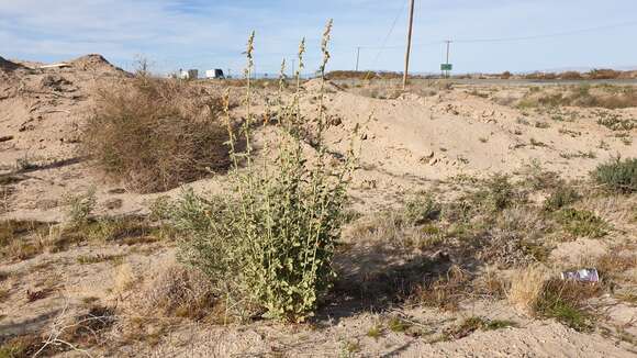 Image of Carrizo Creek globemallow