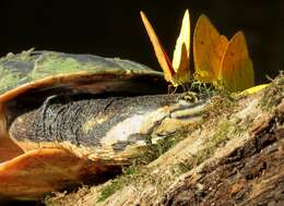 Image of Cotinga River Toadhead Turtle