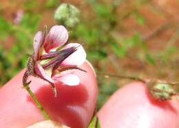 Image of Hermannia boraginiflora Hook.