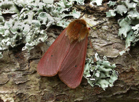 Image of ruby tiger