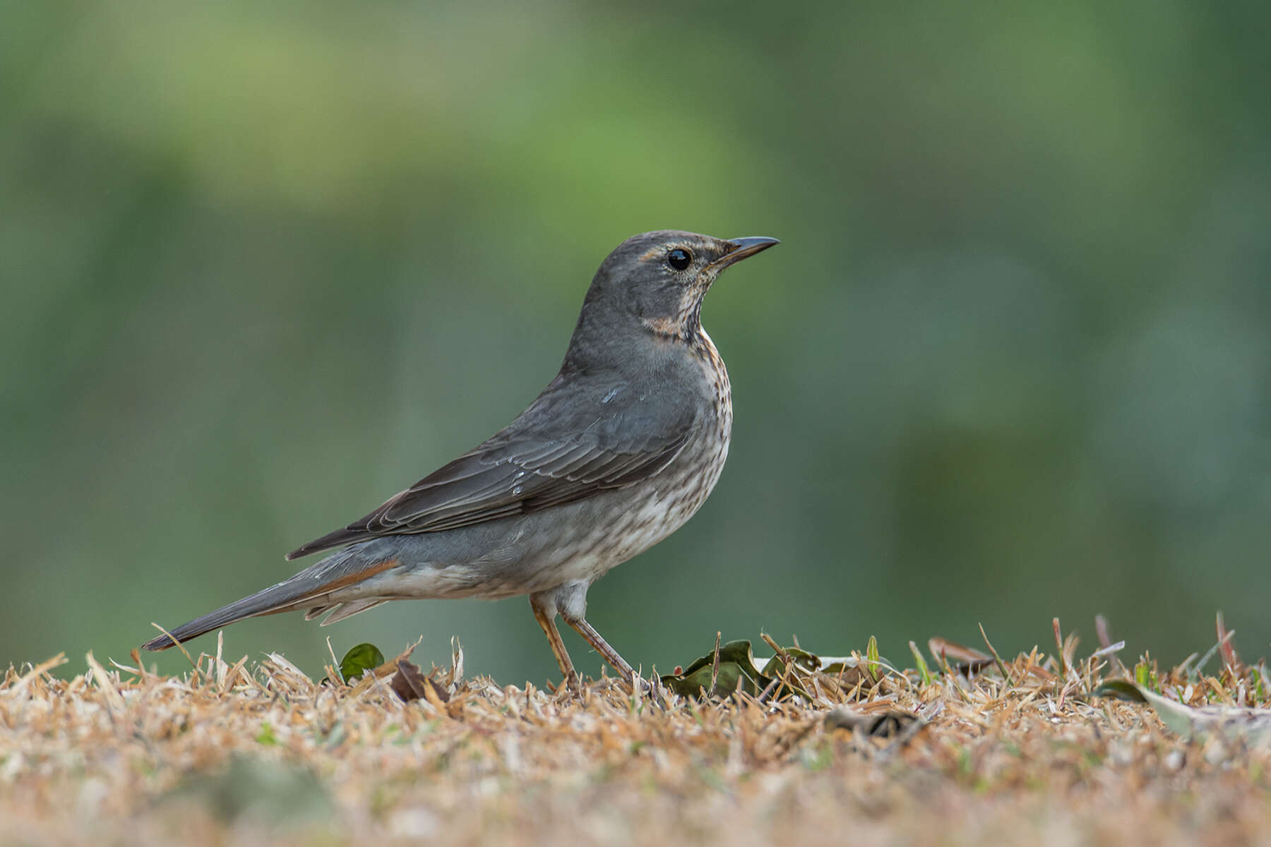 Image of Black-throated Thrush