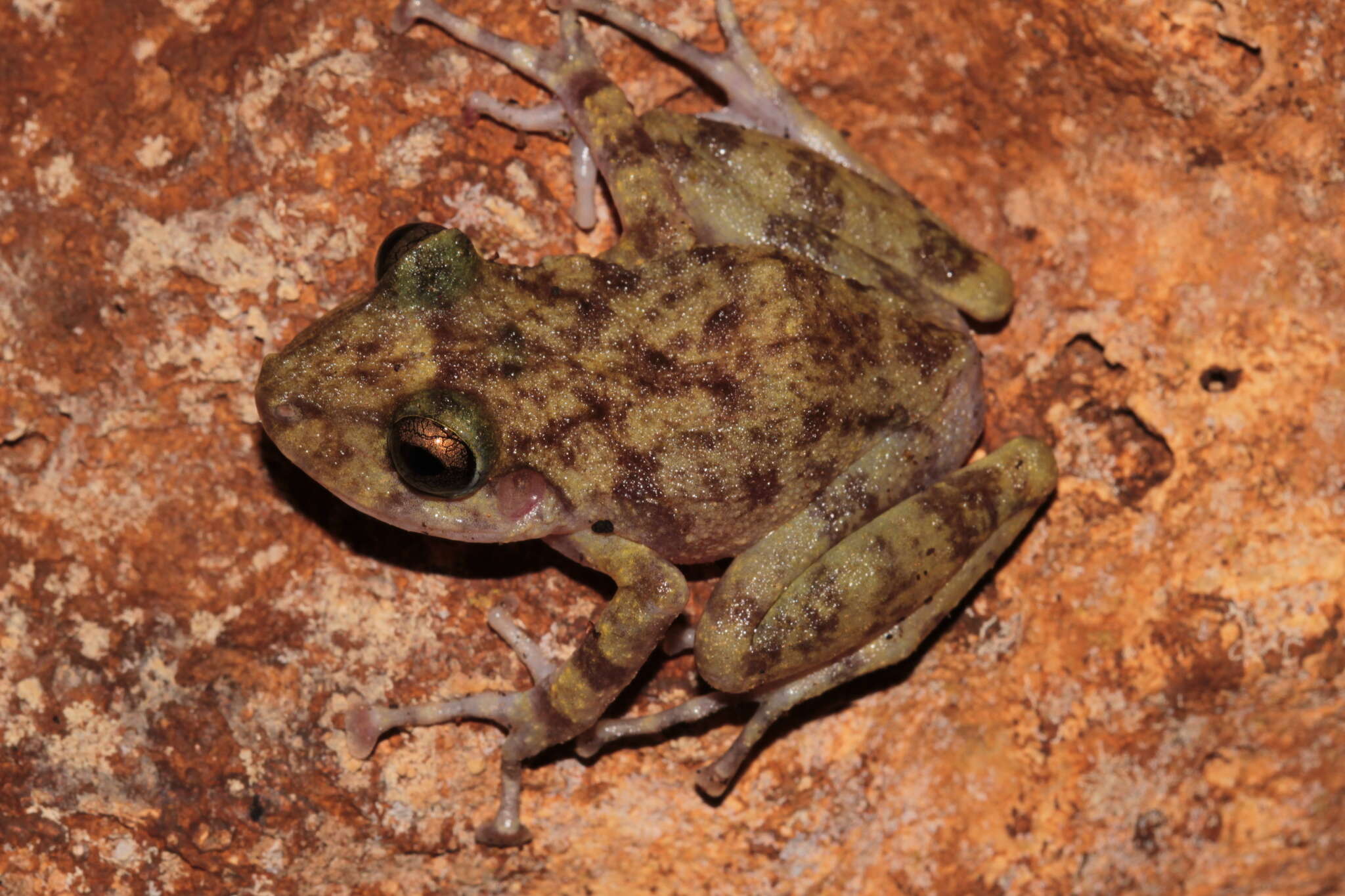 Image of Yucatan Rainfrog