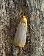 Image of buff footman