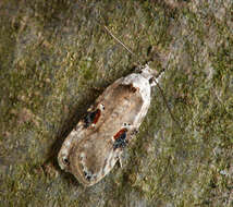 Image of Poison Hemlock Moth