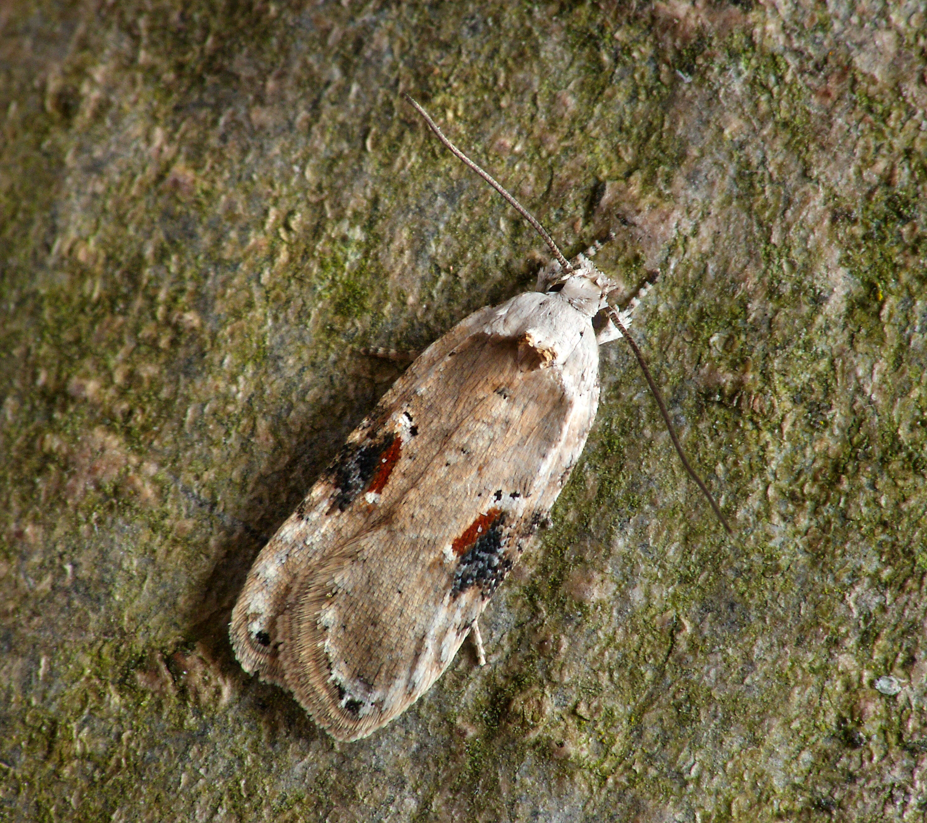 Image of Poison Hemlock Moth