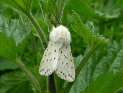 Image of white ermine