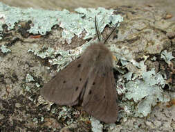 Image of muslin moth