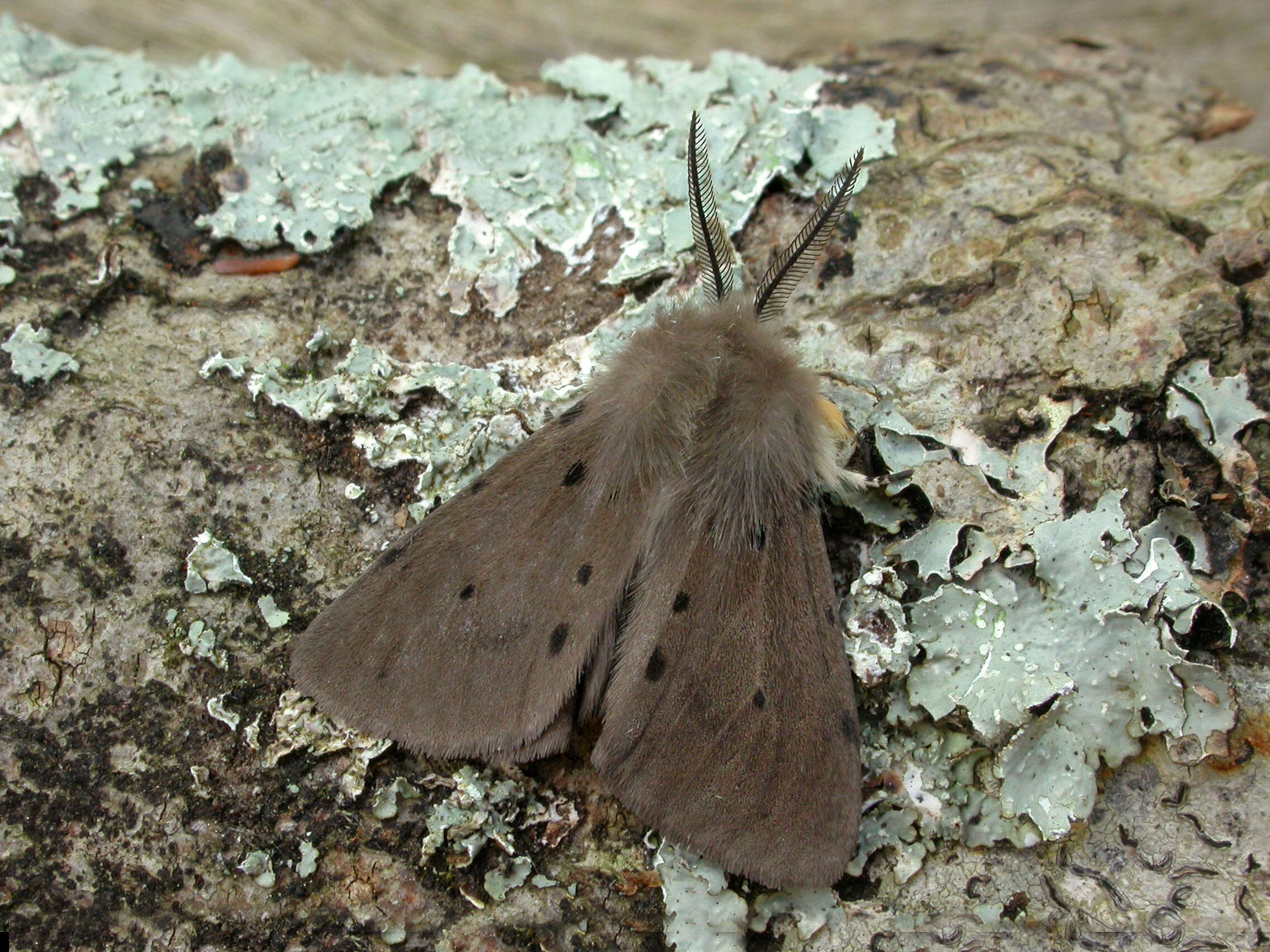 Image of muslin moth