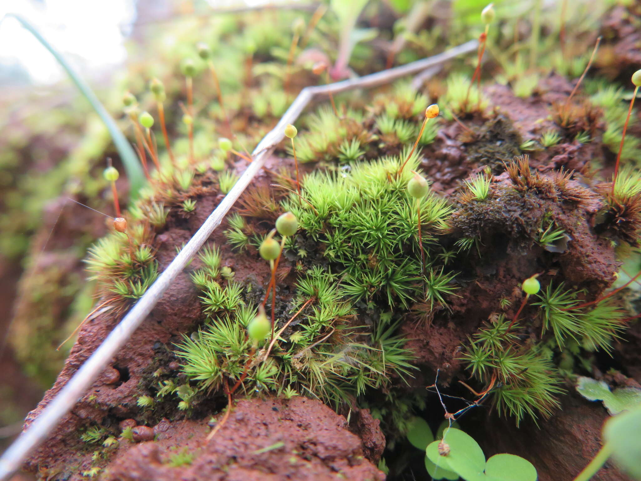 Image of Bartramia nothostricta Catcheside 1987