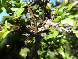 Image of Korthalsella lindsayi var. clavata (Kirk) Danser