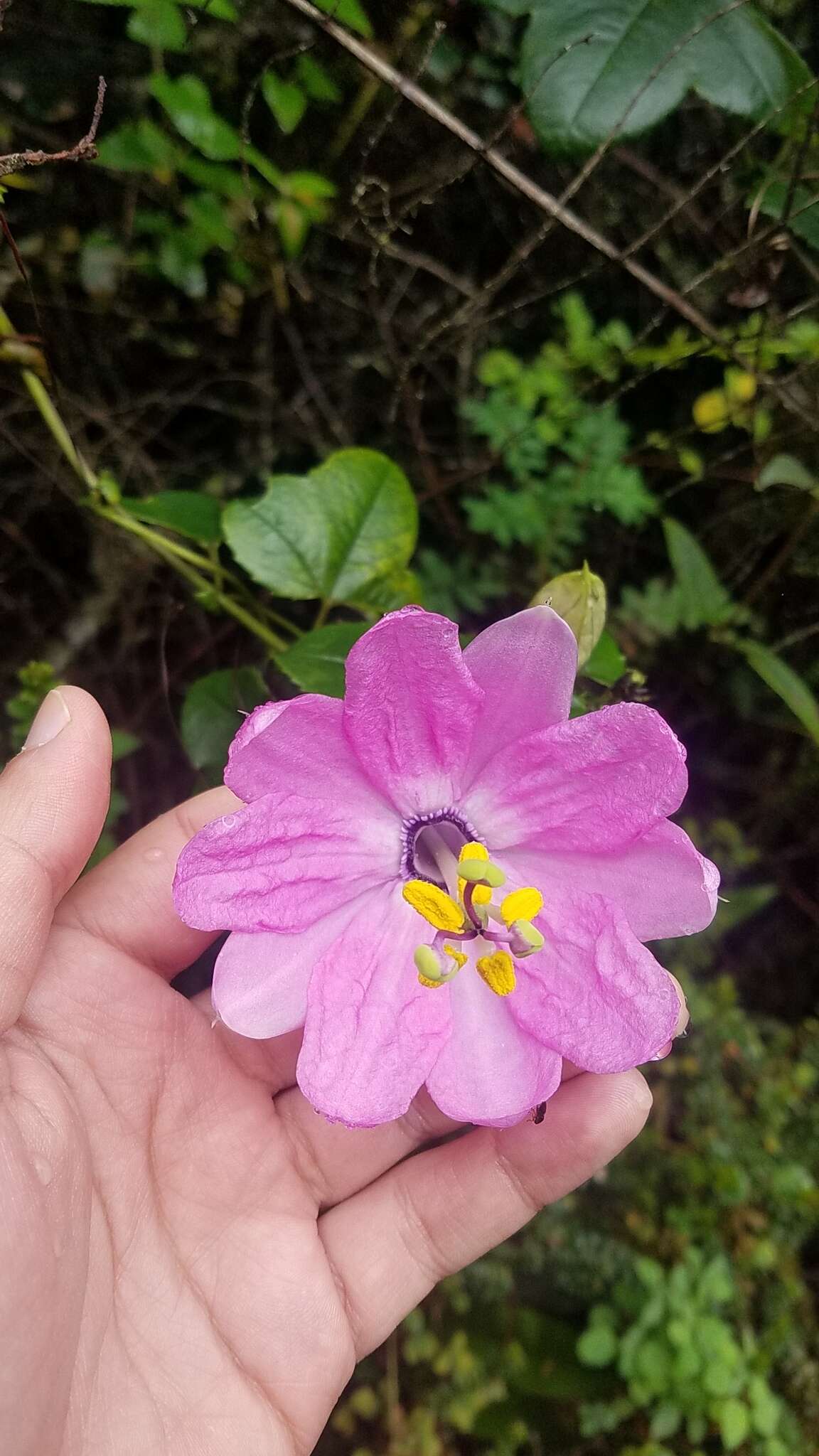 Image of Passiflora cumbalensis var. cumbalensis