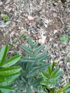 Image of Senna stipulacea (Aiton) H. S. Irwin & Barneby