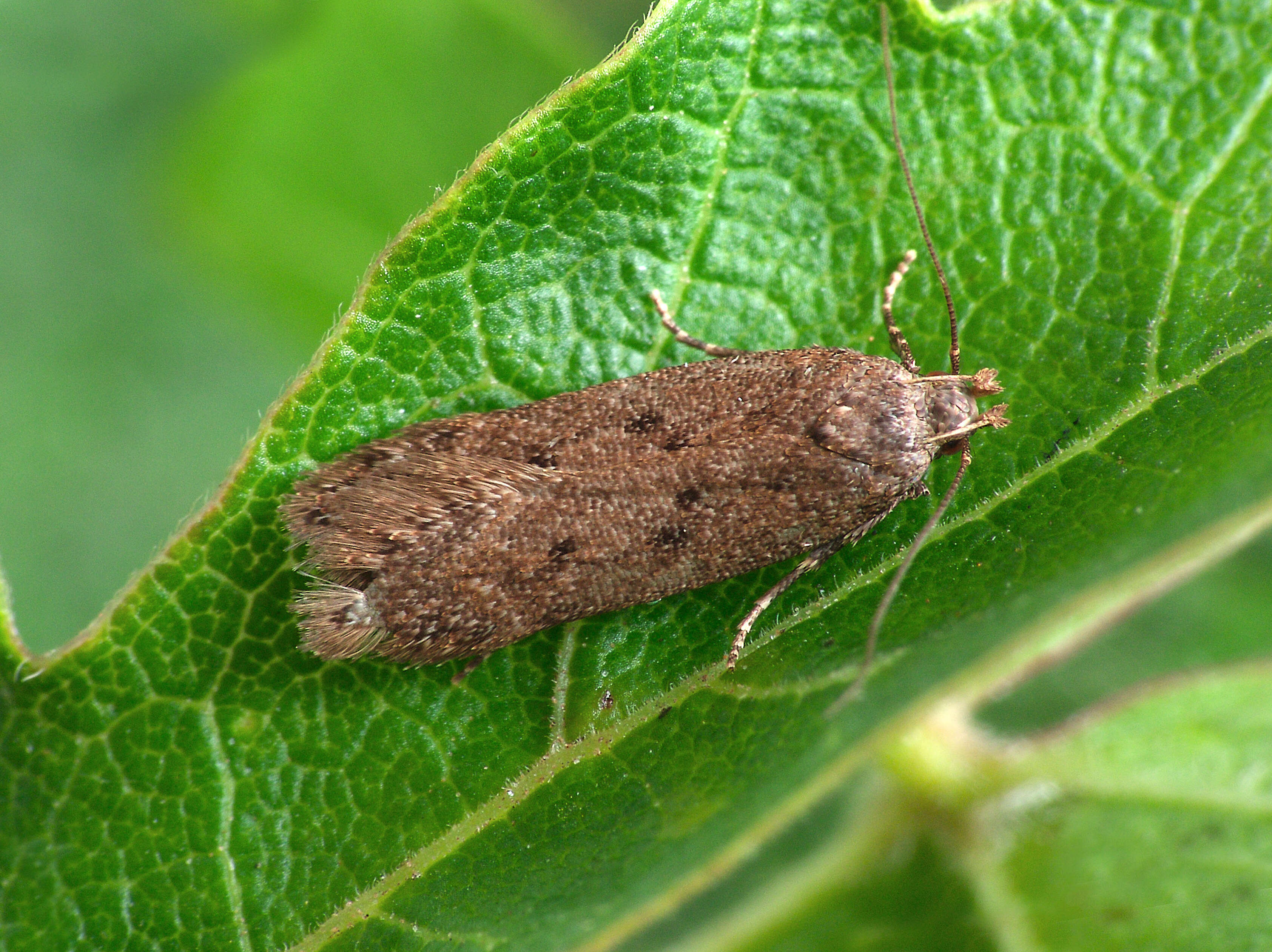 Image de Bryotropha terrella Denis & Schiffermüller 1775