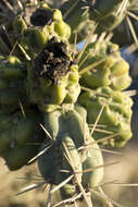 Image of tree cholla