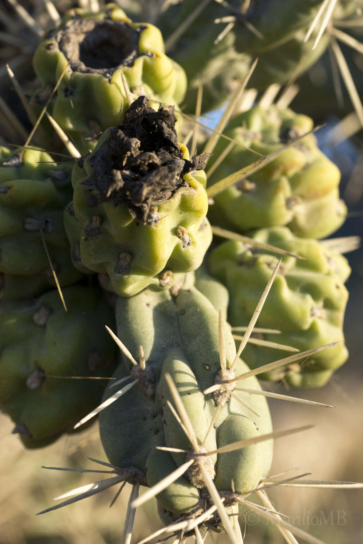 Image of tree cholla