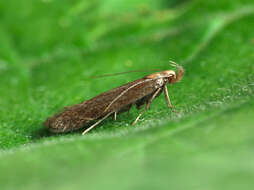 Image of bracken neb