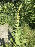 Image of orange mullein