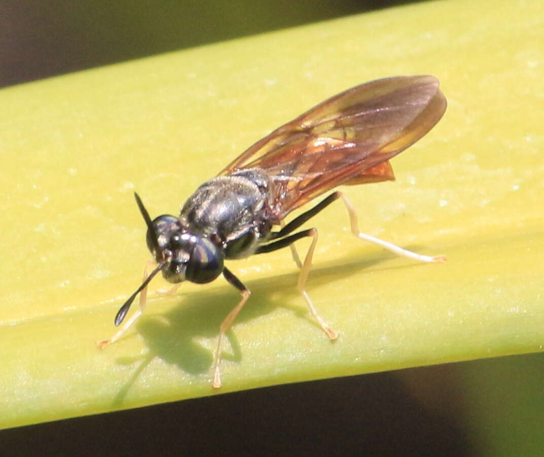 Image of Hermetia lativentris Bellardi 1859